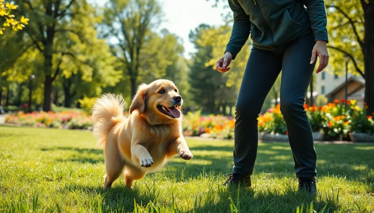 Effective Strategies for Dog Training in Irvine: Building Bonds Through Positive Reinforcement